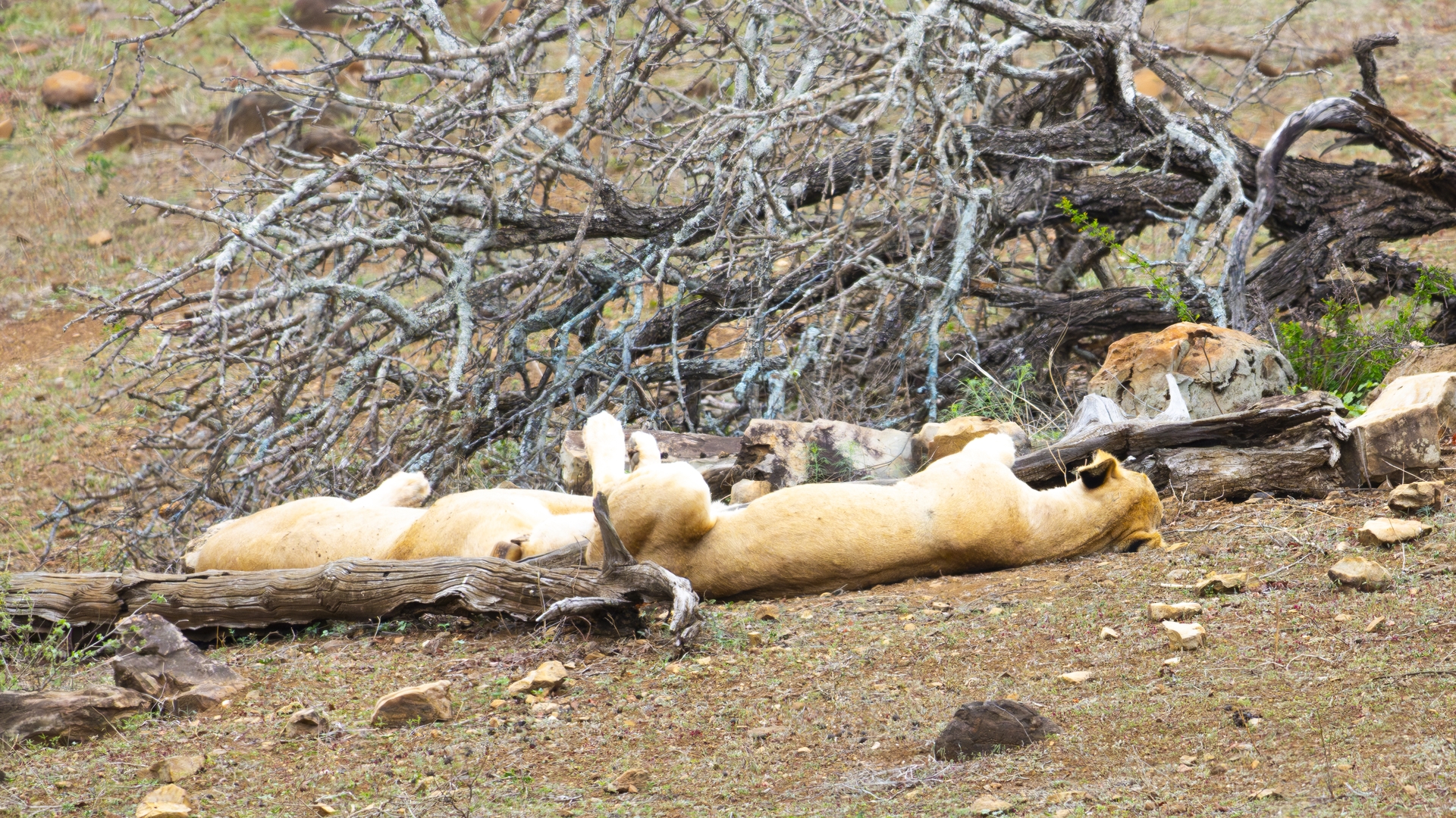 Kruger25 2025 10 28 13 40 47 ILCE 1M2 92